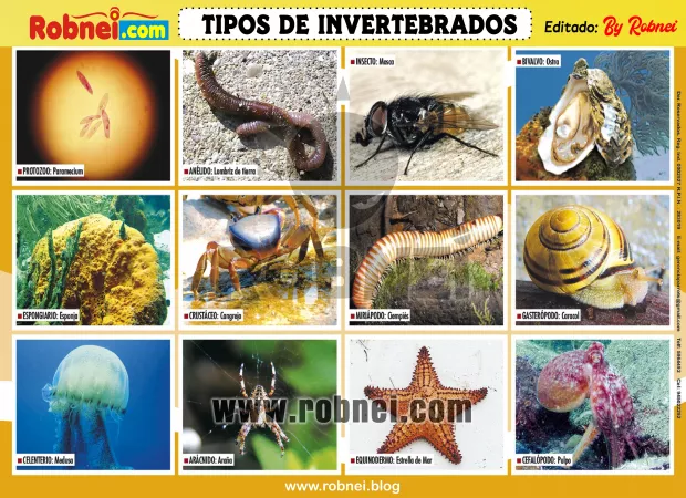 Tipos De Invertebrados
